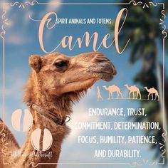 a camel with the words camel on it's face and other animals in the background