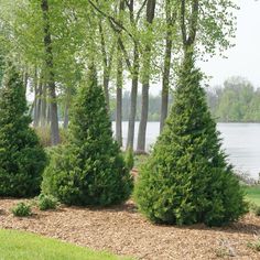 some very pretty trees by the water