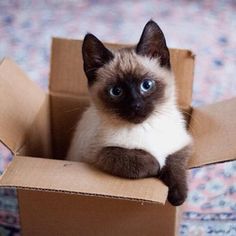 a siamese cat sitting in a cardboard box