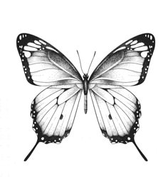 a black and white drawing of a butterfly