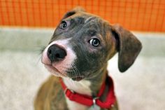 a brown and white dog wearing a red collar