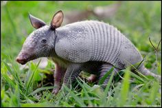 an armadile is standing in the grass