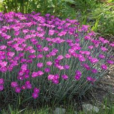 purple flowers are blooming in the garden