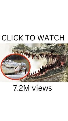 an alligator with its mouth open and the words click to watch below it