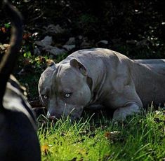 a large white dog laying on top of a lush green field