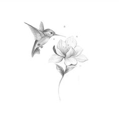 a pencil drawing of a hummingbird flying over a flower