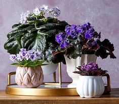 three potted plants sitting on top of a wooden table