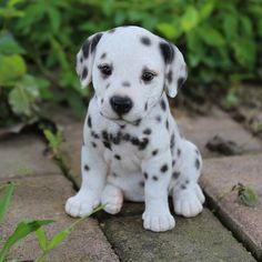 Cute Doggies, Dalmatian Puppy, Cute Dog Photos