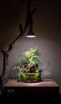 a table with a plant on it under a light