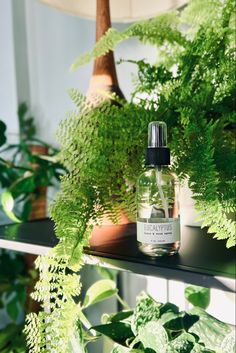 a bottle of eucalyptus oil sitting on top of a shelf in front of some plants