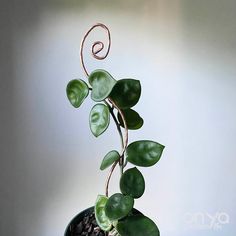 a potted plant with green leaves in it