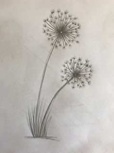 a pencil drawing of two dandelions on a sheet of paper