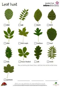 the different types of leaves that can be used to make an identification card for plants