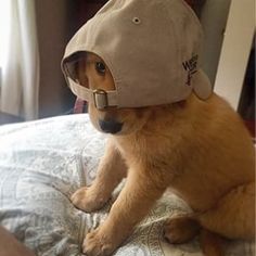 a dog wearing a hat sitting on top of a bed