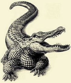 an old drawing of a crocodile with its mouth open and it's teeth out