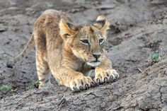 Lion cub hanging around in Mashatu Game Reserve royalty free stock photo Lion Cub, Game Reserve, Free Stock Photos, Lion