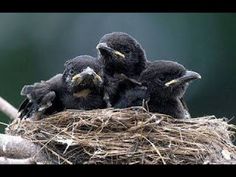 four baby birds are sitting in the nest