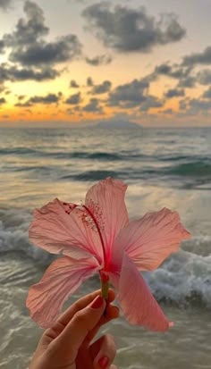 a person holding up a pink flower in front of the ocean at sunset or sunrise