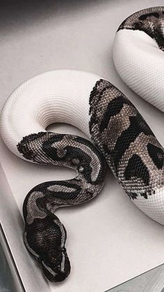 a white and black snake laying on top of a counter