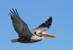 a pelican is flying in the blue sky