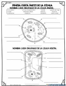 an image of the parts of a plant and its functions in spanish, with text