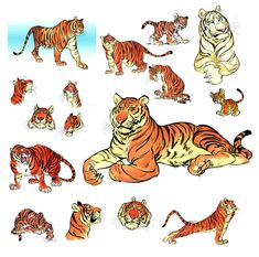 an image of tigers in different poses