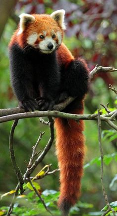 a red panda sitting on top of a tree branch