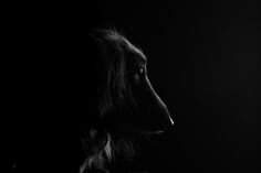 a black and white photo of a dog's profile in the dark with its head turned to the side