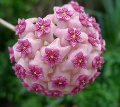 Hoya Aldrichii Hindu Rope Plant, Wax Flowers, Cactus And Succulents