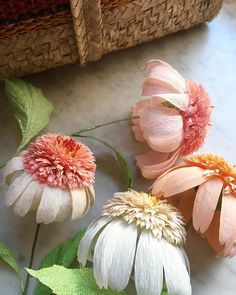 three pink and white flowers sitting on top of a table