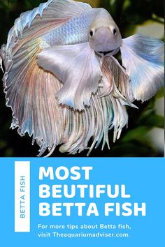 the most beautiful betta fish for beginners to learn how to care and maintain them