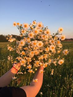 a person holding a bunch of daisies in their hand