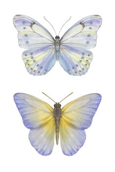 two butterflies, one yellow and the other blue with white markings on its wing wings