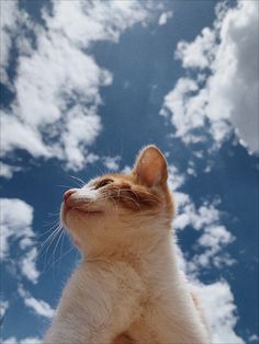 an orange and white cat is looking up at the sky with clouds in the background