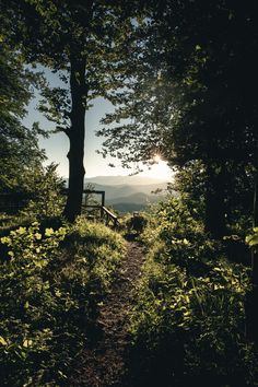 a path in the woods leading to a bench with trees on both sides and mountains in the distance