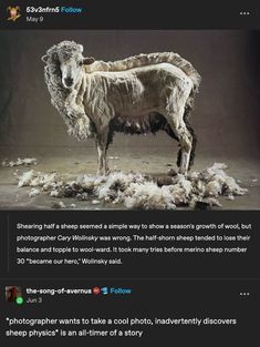 an animal that is standing in the middle of some cotton on top of a table