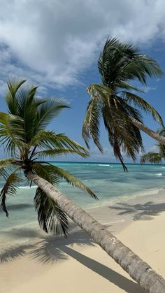 two palm trees leaning over on the beach