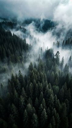 an aerial view of trees and fog in the forest