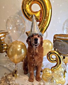 a brown dog wearing a party hat surrounded by balloons and streamers in the background