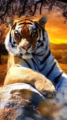 a tiger laying on top of a large rock next to a tree and grass covered field