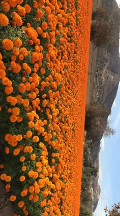 orange flowers growing on the side of a mountain