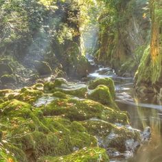 mossy rocks and water in a stream surrounded by trees with sunlight streaming through them