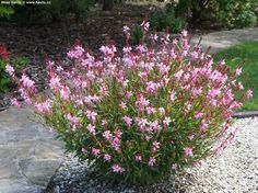 pink flowers are blooming in the middle of a graveled area next to a stone walkway