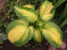 a yellow and green plant with water droplets on it's leaves in the garden