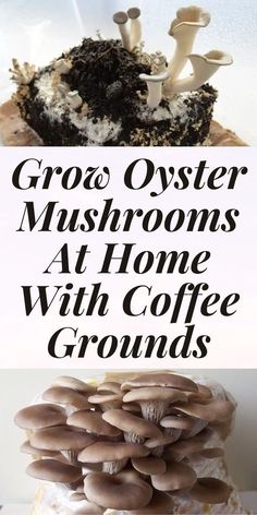 there is a cake with mushrooms on it and the words groo oyster mushrooms at home with coffee grounds