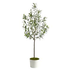 an olive tree in a white pot