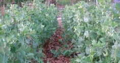 there are many green plants growing in the garden, and one person is looking at them