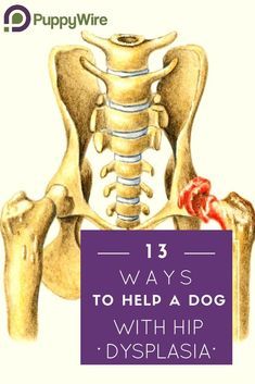 Hip Dysplasia In Dogs, Dog Hip Dysplasia, Dog Illnesses, Meds For Dogs, Dog Skin Care, Dog Ear Cleaner, Hip Dysplasia, Dog Skin, Dog Info