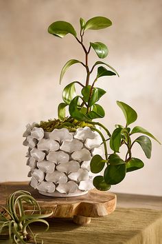 a potted plant sitting on top of a wooden table next to a pile of rocks