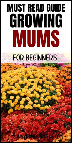 flowers with the words must read guide growing mums for beginners on top of them